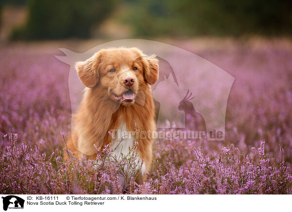 Nova Scotia Duck Tolling Retriever / Nova Scotia Duck Tolling Retriever / KB-16111