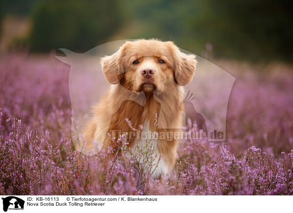 Nova Scotia Duck Tolling Retriever / Nova Scotia Duck Tolling Retriever / KB-16113