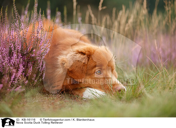 Nova Scotia Duck Tolling Retriever / Nova Scotia Duck Tolling Retriever / KB-16116