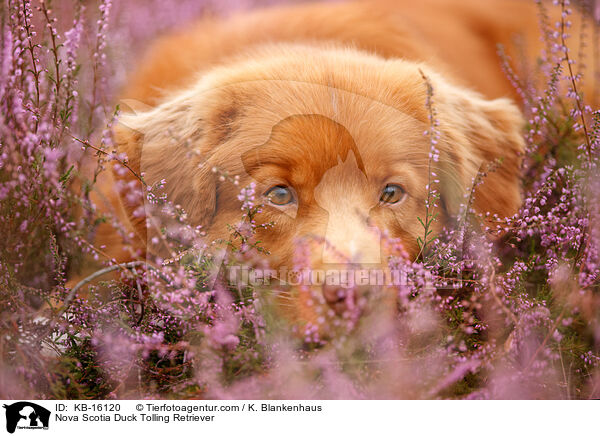 Nova Scotia Duck Tolling Retriever / Nova Scotia Duck Tolling Retriever / KB-16120