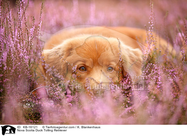 Nova Scotia Duck Tolling Retriever / Nova Scotia Duck Tolling Retriever / KB-16121