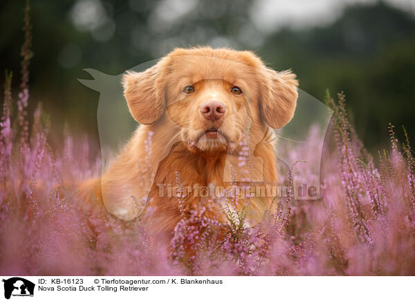 Nova Scotia Duck Tolling Retriever / Nova Scotia Duck Tolling Retriever / KB-16123