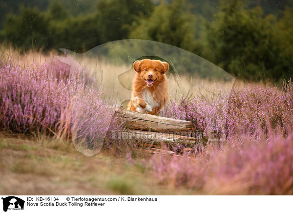 Nova Scotia Duck Tolling Retriever / Nova Scotia Duck Tolling Retriever / KB-16134