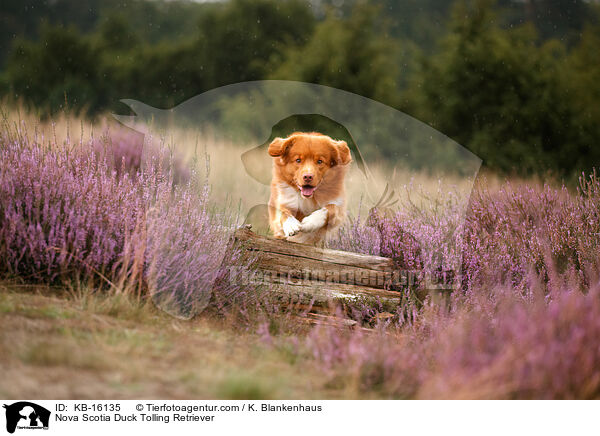 Nova Scotia Duck Tolling Retriever / Nova Scotia Duck Tolling Retriever / KB-16135