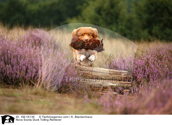 Nova Scotia Duck Tolling Retriever / Nova Scotia Duck Tolling Retriever / KB-16136