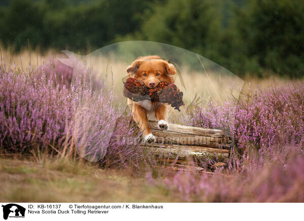 Nova Scotia Duck Tolling Retriever / Nova Scotia Duck Tolling Retriever / KB-16137
