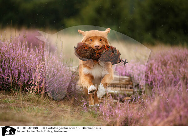 Nova Scotia Duck Tolling Retriever / Nova Scotia Duck Tolling Retriever / KB-16138