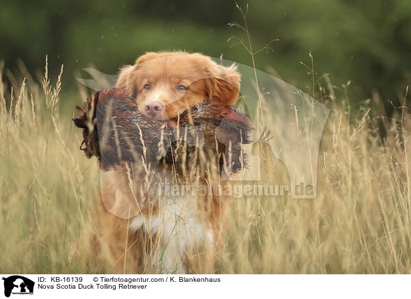 Nova Scotia Duck Tolling Retriever / KB-16139