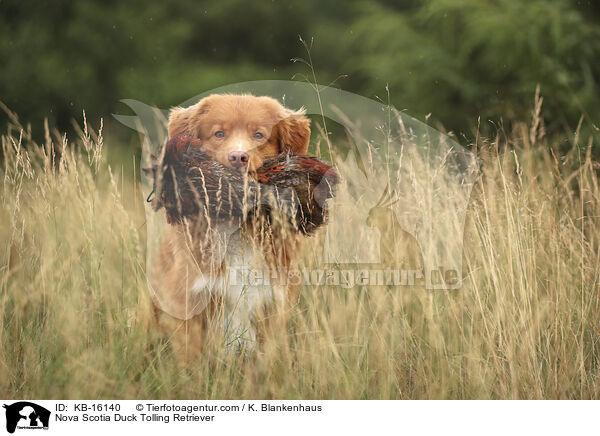 Nova Scotia Duck Tolling Retriever / KB-16140