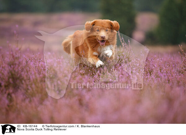 Nova Scotia Duck Tolling Retriever / Nova Scotia Duck Tolling Retriever / KB-16144