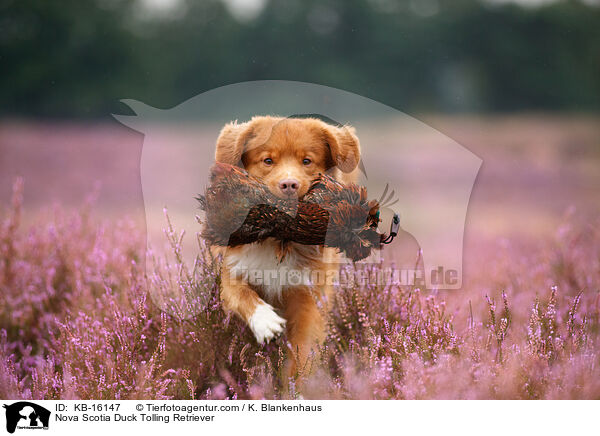 Nova Scotia Duck Tolling Retriever / KB-16147