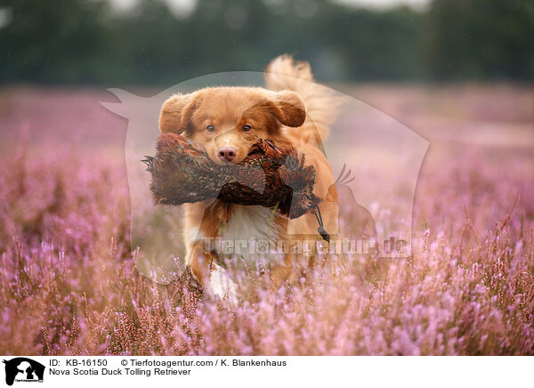 Nova Scotia Duck Tolling Retriever / KB-16150