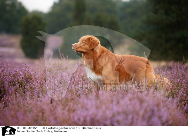 Nova Scotia Duck Tolling Retriever / Nova Scotia Duck Tolling Retriever / KB-16151