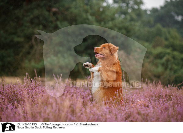 Nova Scotia Duck Tolling Retriever / Nova Scotia Duck Tolling Retriever / KB-16153