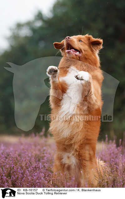 Nova Scotia Duck Tolling Retriever / Nova Scotia Duck Tolling Retriever / KB-16157