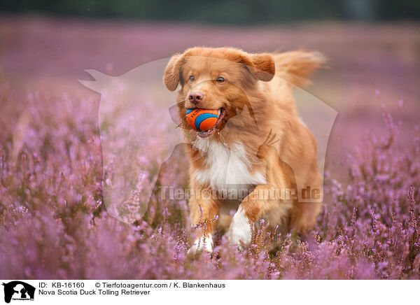 Nova Scotia Duck Tolling Retriever / Nova Scotia Duck Tolling Retriever / KB-16160