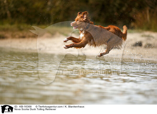 Nova Scotia Duck Tolling Retriever / Nova Scotia Duck Tolling Retriever / KB-16368