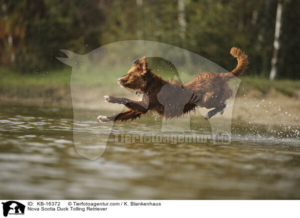 Nova Scotia Duck Tolling Retriever / Nova Scotia Duck Tolling Retriever / KB-16372