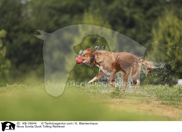 Nova Scotia Duck Tolling Retriever / Nova Scotia Duck Tolling Retriever / KB-16644