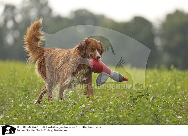 Nova Scotia Duck Tolling Retriever / Nova Scotia Duck Tolling Retriever / KB-16647
