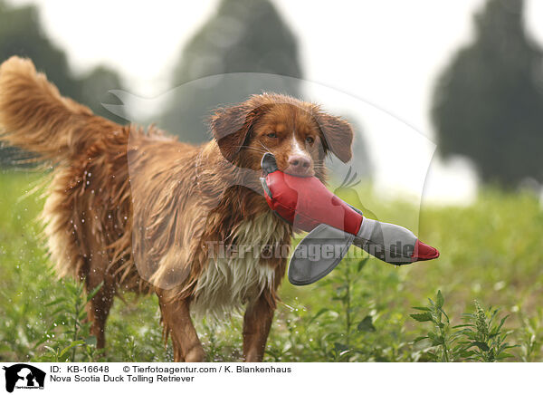 Nova Scotia Duck Tolling Retriever / Nova Scotia Duck Tolling Retriever / KB-16648