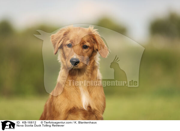 Nova Scotia Duck Tolling Retriever / Nova Scotia Duck Tolling Retriever / KB-16812