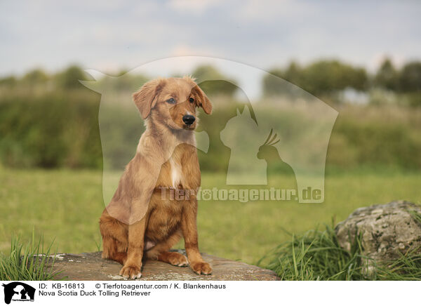 Nova Scotia Duck Tolling Retriever / Nova Scotia Duck Tolling Retriever / KB-16813
