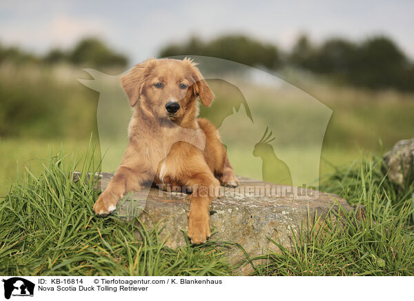 Nova Scotia Duck Tolling Retriever / Nova Scotia Duck Tolling Retriever / KB-16814