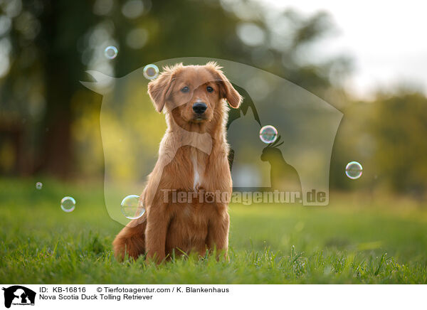 Nova Scotia Duck Tolling Retriever / Nova Scotia Duck Tolling Retriever / KB-16816