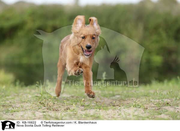 Nova Scotia Duck Tolling Retriever / Nova Scotia Duck Tolling Retriever / KB-16822