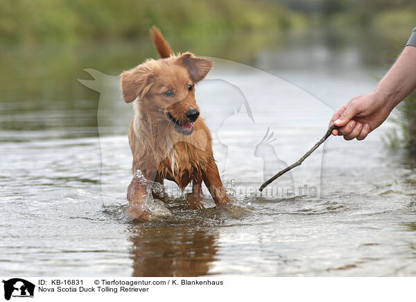 Nova Scotia Duck Tolling Retriever / Nova Scotia Duck Tolling Retriever / KB-16831