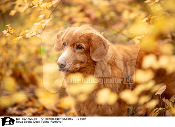 Nova Scotia Duck Tolling Retriever / Nova Scotia Duck Tolling Retriever / TBA-02988