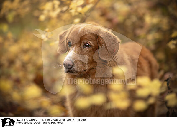 Nova Scotia Duck Tolling Retriever / Nova Scotia Duck Tolling Retriever / TBA-02990