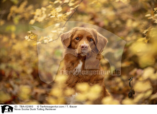 Nova Scotia Duck Tolling Retriever / Nova Scotia Duck Tolling Retriever / TBA-02993