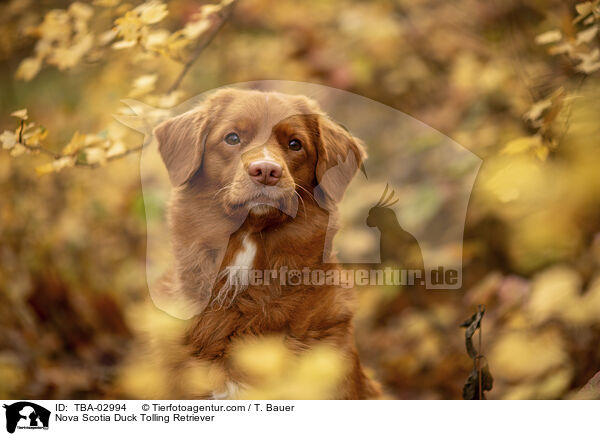 Nova Scotia Duck Tolling Retriever / Nova Scotia Duck Tolling Retriever / TBA-02994