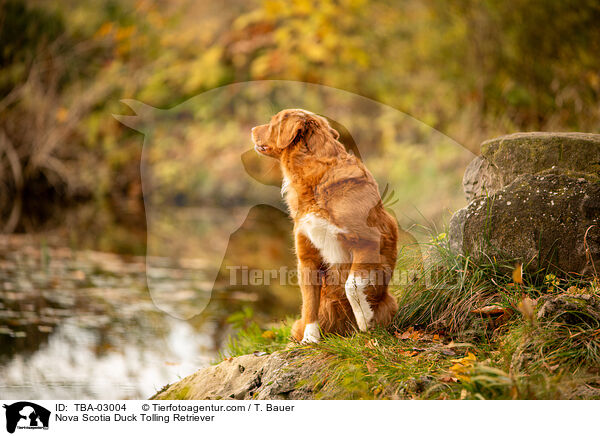Nova Scotia Duck Tolling Retriever / Nova Scotia Duck Tolling Retriever / TBA-03004