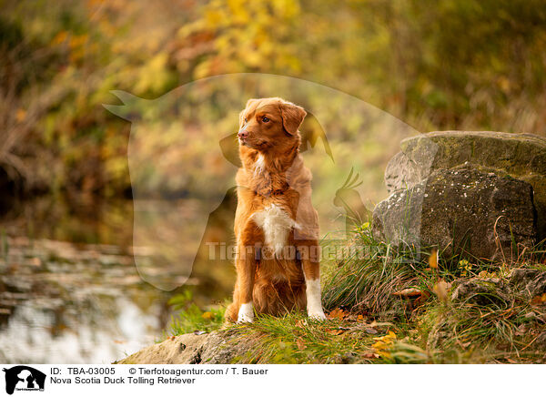 Nova Scotia Duck Tolling Retriever / Nova Scotia Duck Tolling Retriever / TBA-03005