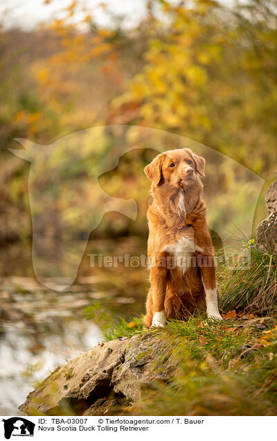 Nova Scotia Duck Tolling Retriever / Nova Scotia Duck Tolling Retriever / TBA-03007