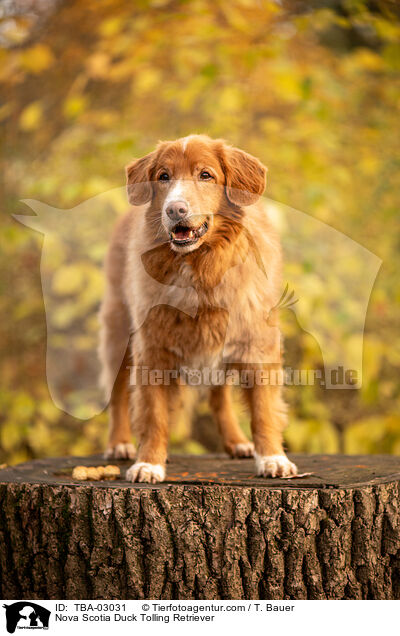 Nova Scotia Duck Tolling Retriever / Nova Scotia Duck Tolling Retriever / TBA-03031