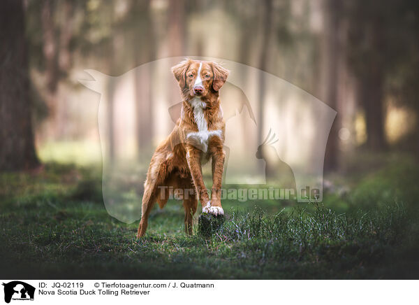 Nova Scotia Duck Tolling Retriever / Nova Scotia Duck Tolling Retriever / JQ-02119
