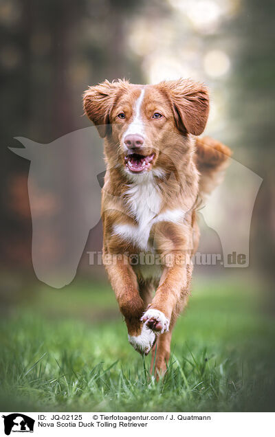Nova Scotia Duck Tolling Retriever / Nova Scotia Duck Tolling Retriever / JQ-02125
