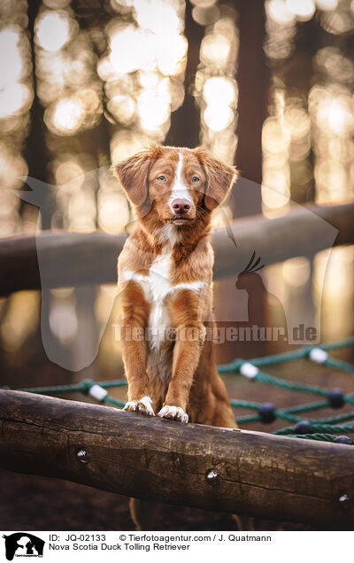 Nova Scotia Duck Tolling Retriever / Nova Scotia Duck Tolling Retriever / JQ-02133