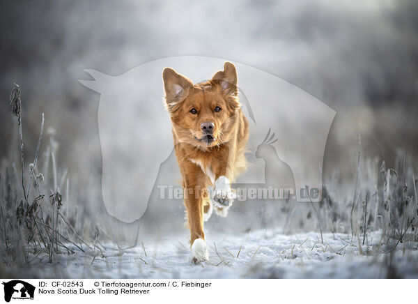 Nova Scotia Duck Tolling Retriever / Nova Scotia Duck Tolling Retriever / CF-02543
