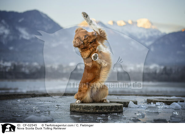 Nova Scotia Duck Tolling Retriever / Nova Scotia Duck Tolling Retriever / CF-02545