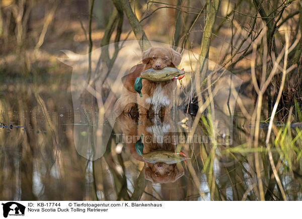 Nova Scotia Duck Tolling Retriever / Nova Scotia Duck Tolling Retriever / KB-17744