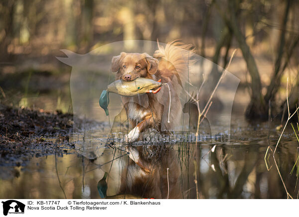 Nova Scotia Duck Tolling Retriever / KB-17747