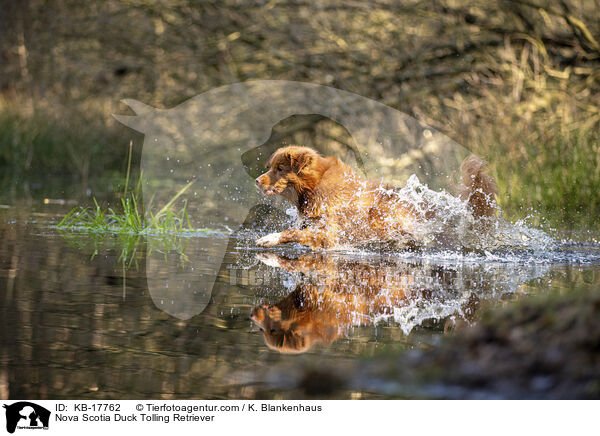 Nova Scotia Duck Tolling Retriever / Nova Scotia Duck Tolling Retriever / KB-17762