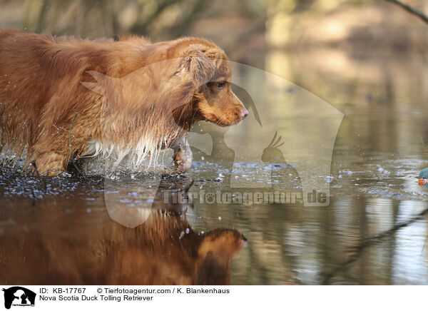Nova Scotia Duck Tolling Retriever / Nova Scotia Duck Tolling Retriever / KB-17767