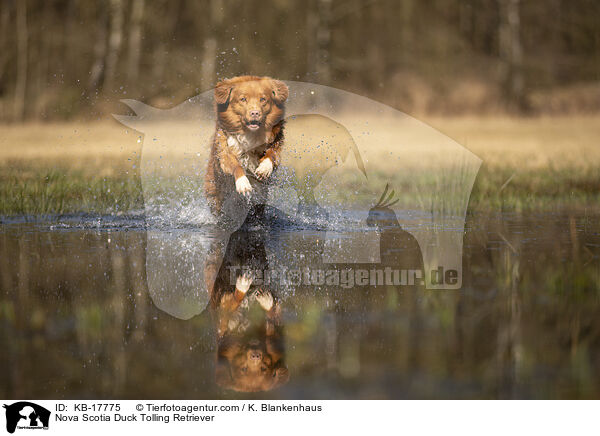 Nova Scotia Duck Tolling Retriever / Nova Scotia Duck Tolling Retriever / KB-17775