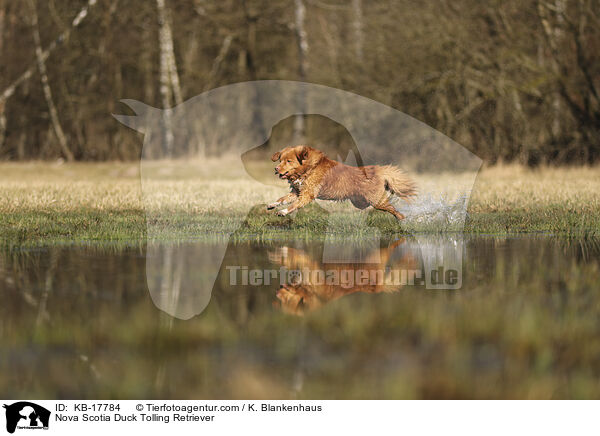 Nova Scotia Duck Tolling Retriever / Nova Scotia Duck Tolling Retriever / KB-17784